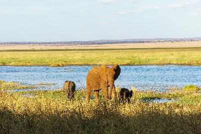 African bush elephants standing beside the wetlands of Silale Swamp in Tarangire National Park, Tanzania.