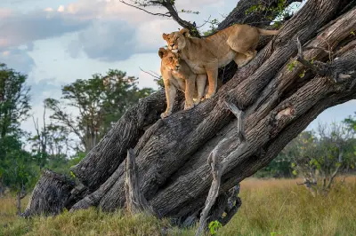Lioness and juvenile resting on a fallen tree in Chief's Island, Moremi Game Reserve, Botswana.
