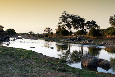 Late afternoon view of the Great Ruaha River with trees reflected in the water in Ruaha National Park, Tanzania.