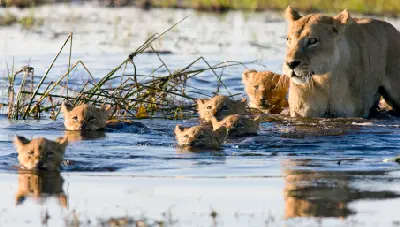 Lioness guiding her cubs across shallow floodwaters on Chief's Island in the Okavango Delta, Botswana.
