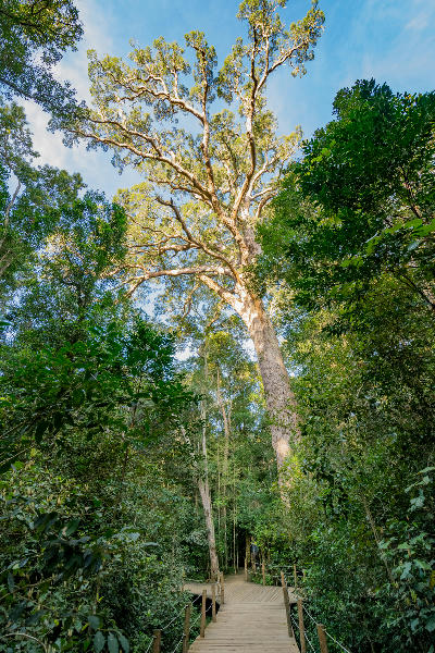 Boardwalk approaching the Big Tree, an ancient Outeniqua Yellowwood rising above the indigenous forest canopy in Tsitsikamma National Park, South Africa.