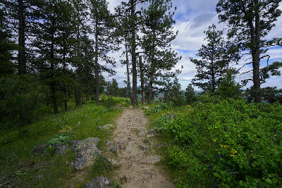 Rocky forest trail through pine trees at Kamiak Butte State Park in Washington State