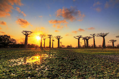 Sunset light illuminating towering baobab trees along the Avenue of the Baobabs in western Madagascar
