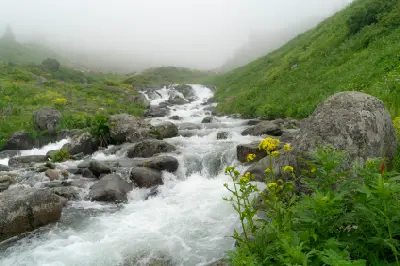 Rocky mountain stream flowing through lush green alpine meadows beneath dense mist in the Kaçkar Mountains, Turkey.