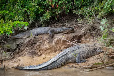 Two large crocodiles rest on a steep, muddy riverbank beneath thick green foliage and mangrove roots.