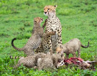 Cheetah mother and cubs feeding on a Thomson's gazelle in the Ndutu Plains of northern Tanzania.