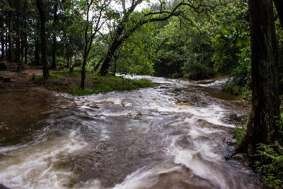 Forest stream flowing through indigenous woodland in Woodbush Forest near Magoebaskloof, Limpopo, South Africa.