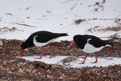Two pied oystercatchers foraging among seaweed on the white sand at Friendly Beaches, Tasmania.