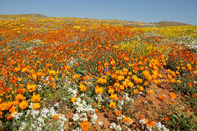 Orange, yellow and white wildflowers in full bloom across the rolling plains of Namaqualand, Northern Cape, South Africa.