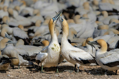 Pair of Cape gannets displaying courtship behaviour among a breeding colony on Bird Island Nature Reserve, South Africa.
