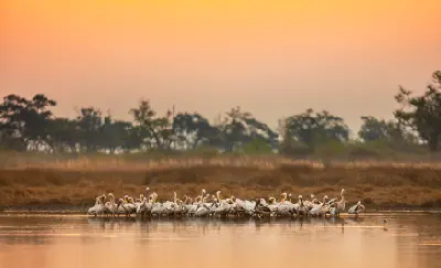 Great white pelicans resting in a lagoon at sunset in the Okavango Delta, Botswana.