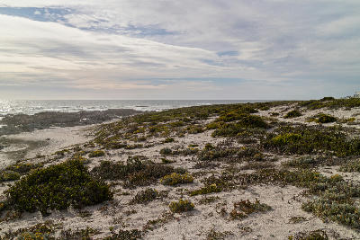 Sand dunes covered with coastal fynbos beside a rocky Atlantic shoreline near Yzerfontein, South Africa.