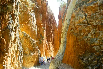 Visitors walk between the towering orange rock walls of Standley Chasm, framed by a large eucalyptus tree.