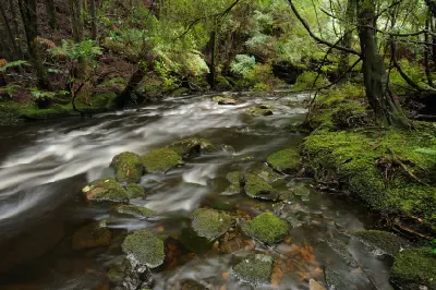 Moss-covered rocks and flowing stream surrounded by temperate rainforest in Franklin-Gordon Wild Rivers National Park.