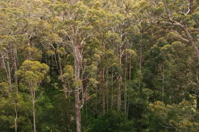 Dense karri forest with tall trees and layered green canopy near Pemberton, Western Australia.
