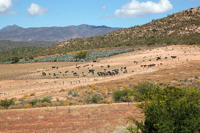 Wide landscape view of ostrich farming paddocks in the Klein Karoo near Oudtshoorn with dry terrain and mountain backdrops in the Western Cape.
