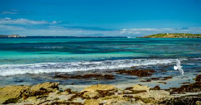 Turquoise water and small breaking waves along Vivonne Bay's rocky shoreline, with a flying seagull and the jetty in the distance.