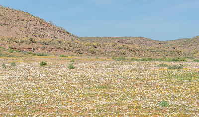 Field of spring daisies below the Gannabos Quiver Tree Forest near Nieuwoudtville, South Africa.