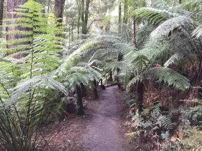 Narrow walking trail surrounded by dense tree ferns and rainforest at Maits Rest, Victoria.