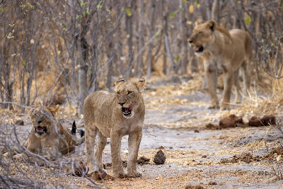 Lionesses resting in the mopane woodland of Savuti in Chobe National Park, Botswana.