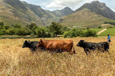 Cattle crossing open farmland with vineyard landscapes and mountain scenery near Waterford Estate in Stellenbosch, Western Cape, South Africa.