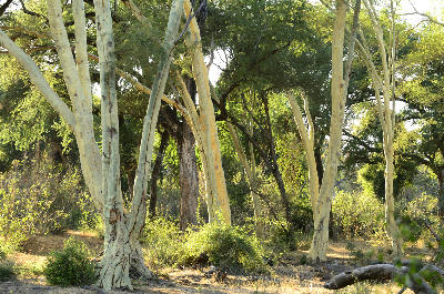 Fever trees in riverine woodland near Pafuri Picnic Site in northern Kruger National Park.