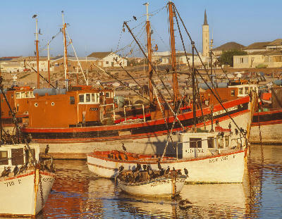Fishing boats and Cape cormorants in Lambert's Bay Harbour, with colourful working vessels, calm water reflections and the town skyline in the background.