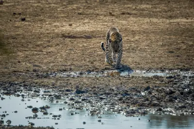 Leopard walking toward a waterhole in the dry Nossob region of Kgalagadi Transfrontier Park.