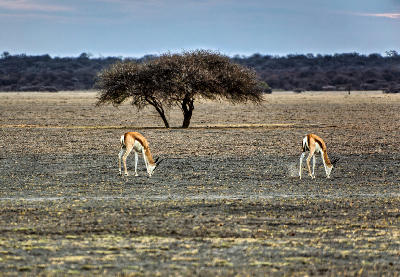 Springbok grazing on the open grasslands of Nxai Pan with an acacia tree, Botswana.