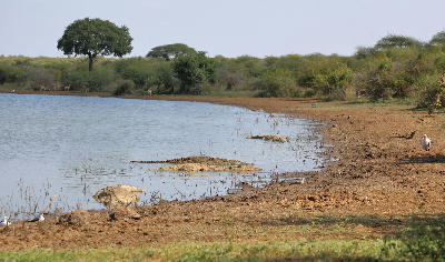 Nile crocodiles resting at the edge of Sunset Dam in Kruger National Park with birds and bushveld vegetation along the shoreline.