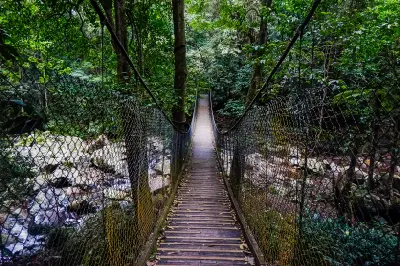 Wooden suspension bridge crossing a rocky creek beneath dense subtropical forest in Minnamurra Rainforest.