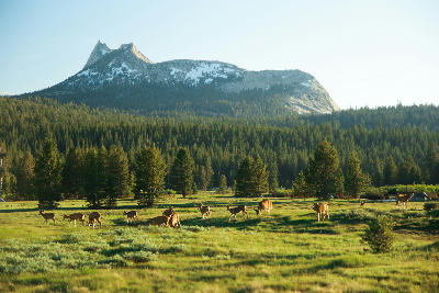 Deer in alpine meadow at Tuolumne Meadows, Yosemite National Park.