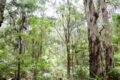 Karri and marri trees surrounded by dense green undergrowth in Boranup Forest, Western Australia.