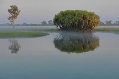 Misty sunrise over Yellow Water Billabong in Kakadu National Park, with a large pandanus clump, solitary paperbark tree and their reflections in calm water.