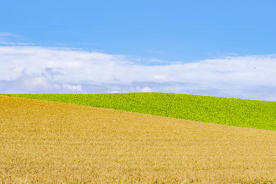 Golden wheat field and green crop bands forming layered patterns across rolling farmland in Biei Hokkaido Japan