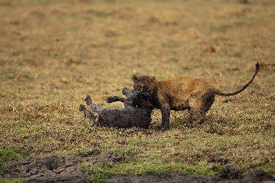 Lion holding a young Cape buffalo on the grasslands of Katavi National Park, Tanzania.