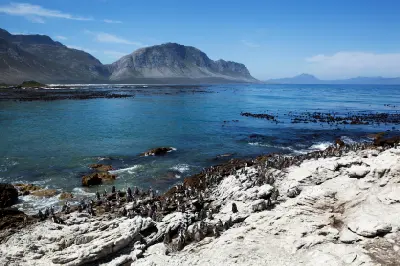 African penguins gathered on rocky coastal cliffs at Stony Point Penguin Colony in Betty’s Bay, Western Cape, South Africa.