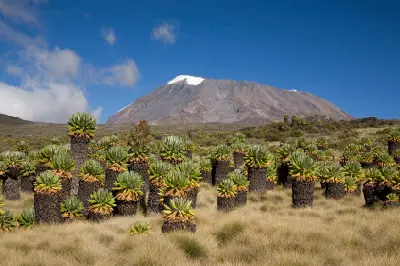 Giant groundsels (Dendrosenecio kilimanjari) growing on the alpine slopes below Uhuru Peak on Mount Kilimanjaro, Tanzania.
