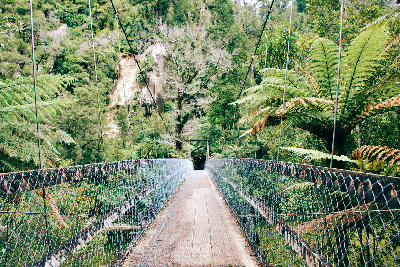 Swing Bridge, Charleston, New Zealand