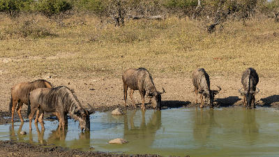 A small herd of five blue wildebeest standing at the muddy edge of a green waterhole to drink. The animals are reflected in the still water against a background of dry, yellow winter grass and low savanna bushes typical of the Crocodile Bridge region.