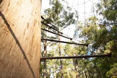 Close view of climbing pegs and safety netting on the Dave Evans Bicentennial Tree in Warren National Park, Western Australia.
