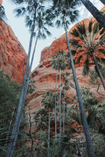 Tall palms rise between the steep orange rock walls at the entrance to Echidna Chasm in the Bungle Bungles.