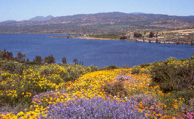 Colourful spring wildflowers at Ramskop Wildflower Garden overlooking Clanwilliam Dam near Clanwilliam in the Western Cape.