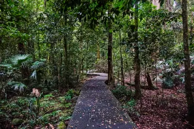 Metal boardwalk winding through dense subtropical rainforest, palms and ferns beneath the green forest canopy at Minnamurra.