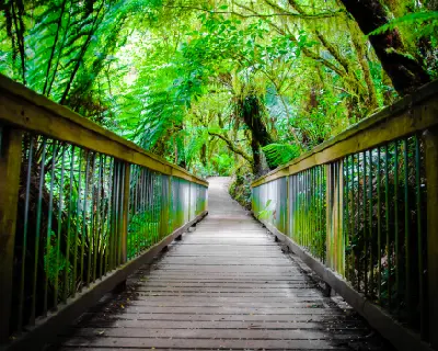 Timber boardwalk passing through dense green rainforest at Maits Rest, Victoria.