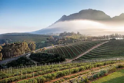Terraced vineyards at Delaire Graff Estate with morning mist drifting across the Banhoek Valley in the Cape Winelands.