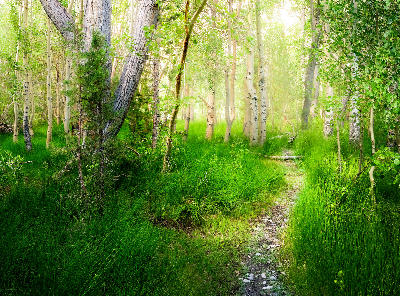 aspen grove near convict lake eastern sierra nevada california meadow forest trail