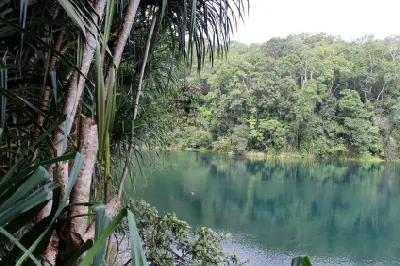 Pandanus trees and tropical vegetation overlooking the green waters and forested shoreline of Lake Eacham in Queensland, Australia.