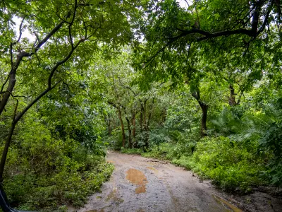 Road beneath the dense green canopy of the Groundwater Forest in Lake Manyara National Park, Tanzania.