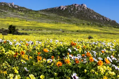Wildflowers in bloom across Postberg Wildflower Reserve, with colourful foreground flowers leading towards granite hills in West Coast National Park.
